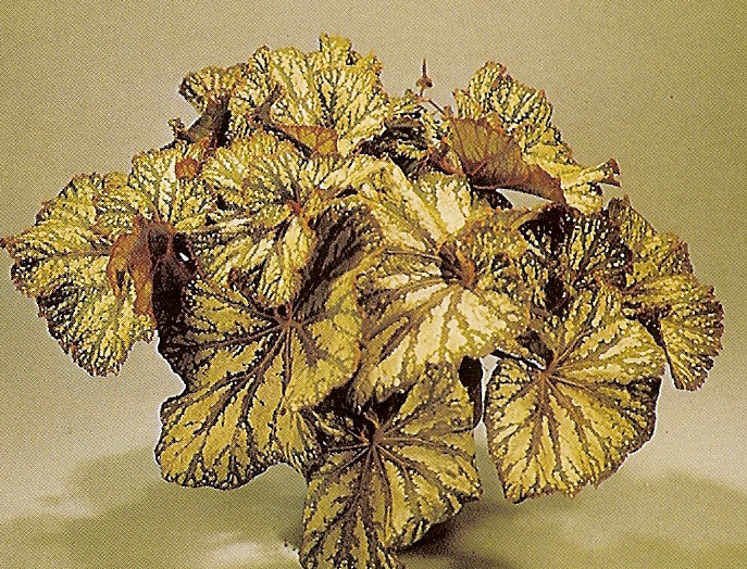B. ‘Vigorosa’
